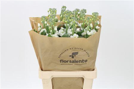 <h4>Matth Iron White</h4>