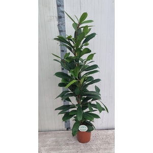 FICUS CYATHISTIPULA