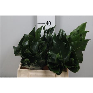 Anth Heart Blad Ø 20cm