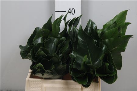 <h4>Anth Heart Blad Ø 20cm</h4>