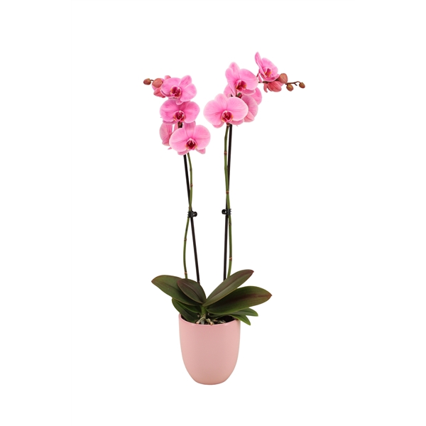 <h4>Hugo Silver Pink Phal I Am Pink 2T14+</h4>