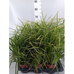 Carex morrowii 'Ice Dance'