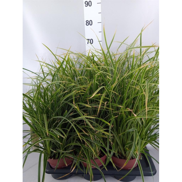 <h4>Carex morrowii 'Ice Dance'</h4>