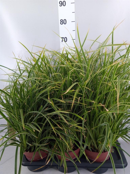 Carex morrowii 'Ice Dance'