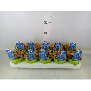 Muscari  'Magic Blue'