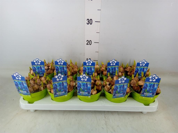 <h4>Muscari  'Magic Blue'</h4>