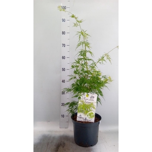 Acer palmatum 'Seiryu'