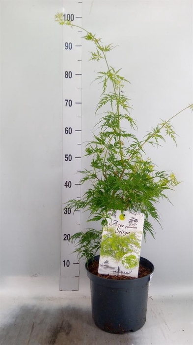 <h4>Acer palmatum 'Seiryu'</h4>