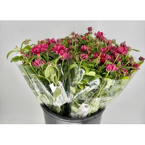 Ranunculus Moderna Vega