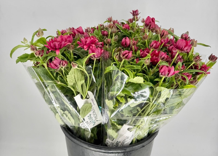 <h4>Ranunculus Moderna Vega</h4>