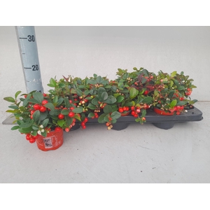 GAULTHERIA P V BERRY