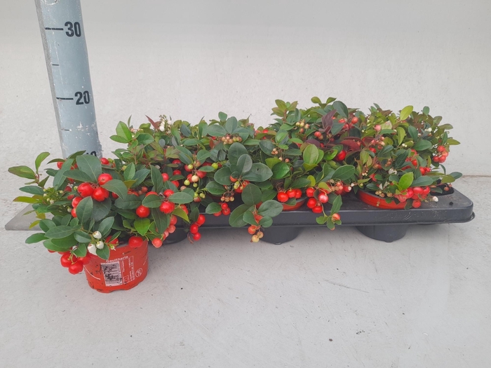 <h4>GAULTHERIA P V BERRY</h4>
