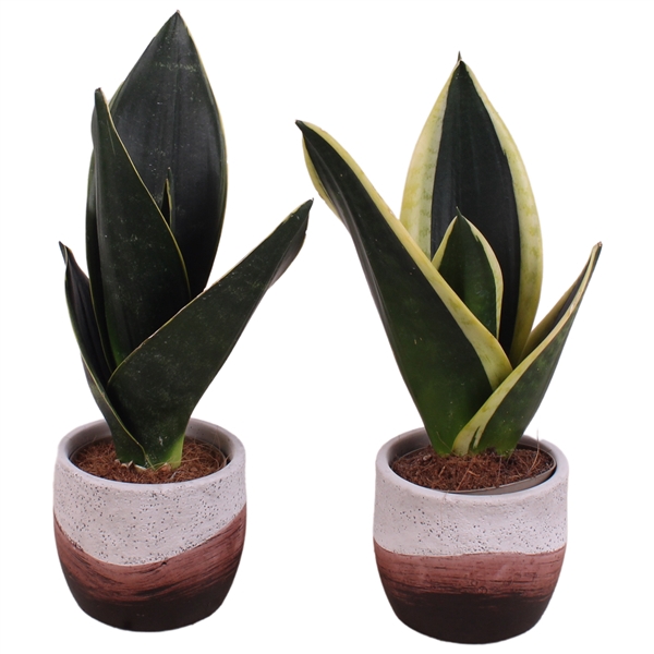 <h4>Sansevieria mix Ø09cm in Ø11cm Ceramic NT466</h4>