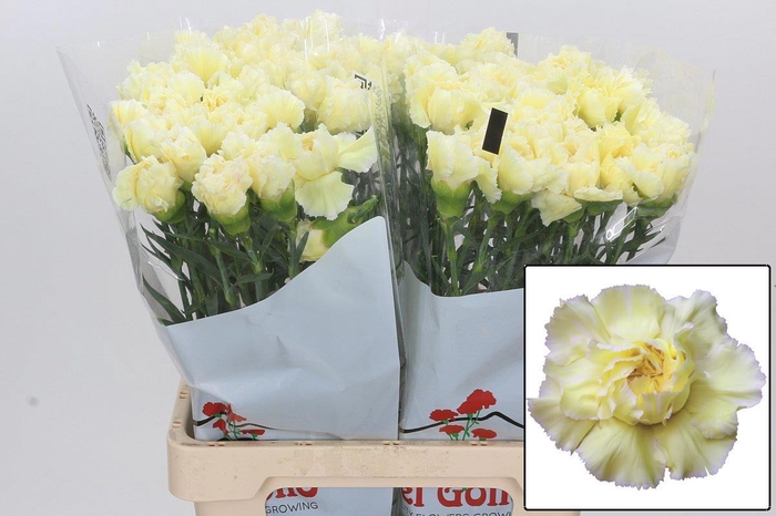 <h4>DI ST POIROT GIALLO</h4>