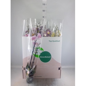 Phalaenopsis   ...mix