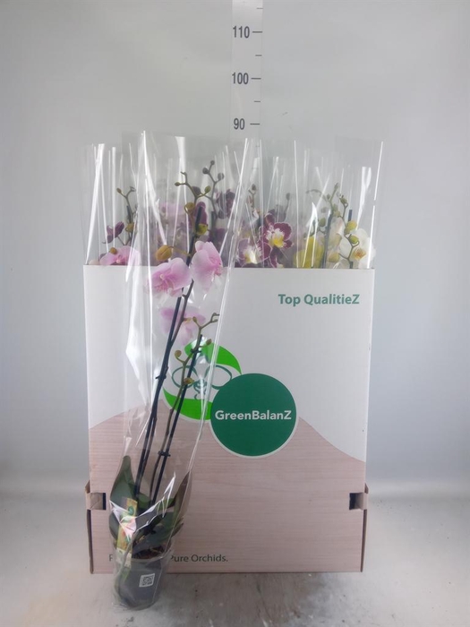 <h4>Phalaenopsis ...mix</h4>