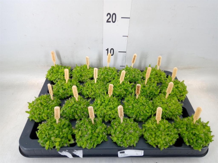 <h4>Hylocereus undatus</h4>