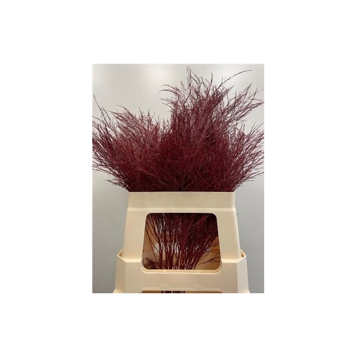 <h4>Treefern Bordeaux</h4>