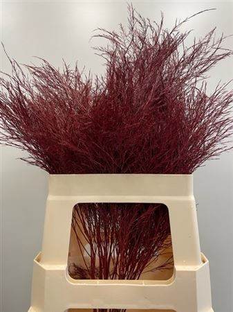 Treefern Bordeaux