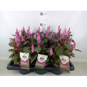 Celosia spic. 'Wild Pink'