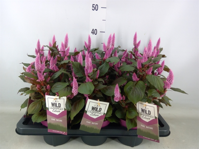 <h4>Celosia spic. 'Wild Pink'</h4>