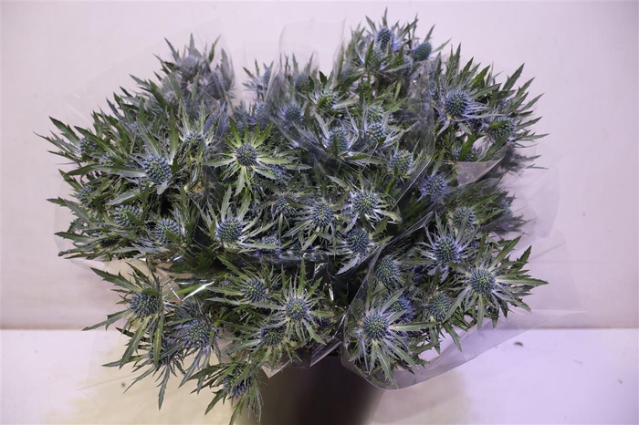 <h4>Eryn Orion Qstar X5</h4>