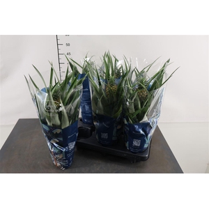 Ananas Amigo 12 Cm. Pot