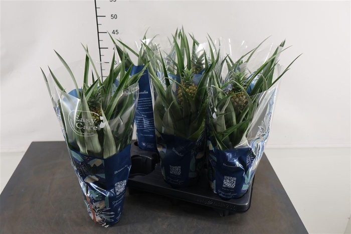 <h4>Ananas Amigo 12 Cm. Pot</h4>