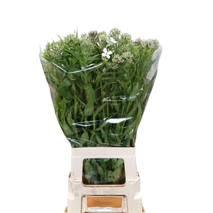 Hesperis White