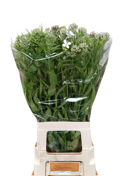 <h4>Hesperis White</h4>