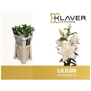 Li Or Overig 2 Knop Klaver
