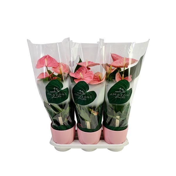 <h4>Anthurium roze keramiek 17cm</h4>