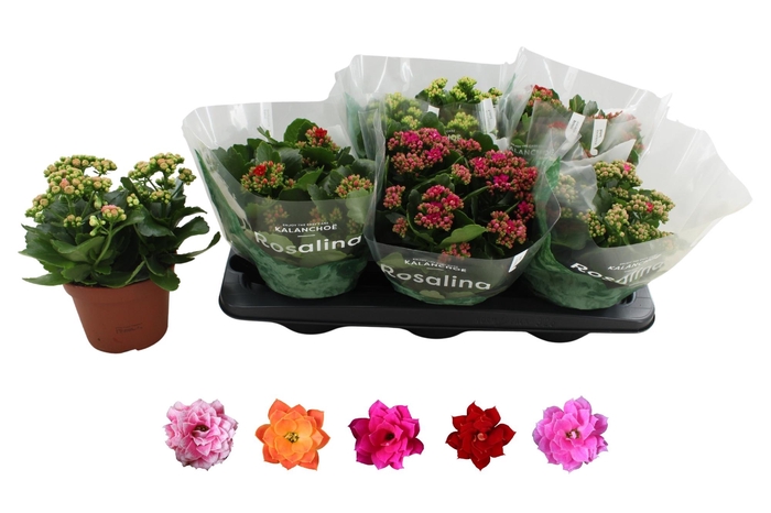 <h4>KAL GE RO GEM 5 KL</h4>