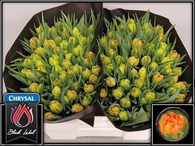 <h4>TU DU MONTE ORANGE</h4>