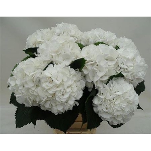 Hydr M Schneeball 90cm Ex