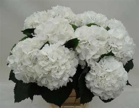 <h4>Hydr M Schneeball 90cm Ex</h4>