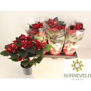 EUPHOR P FANTAS STAR