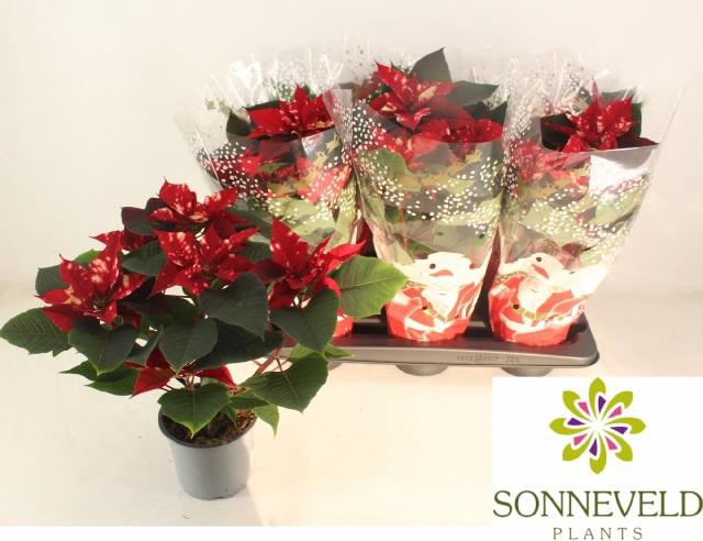 <h4>EUPHOR P FANTAS STAR</h4>