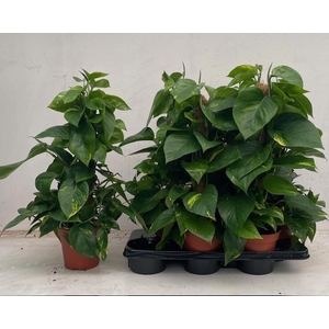 EPIPR AUREUM