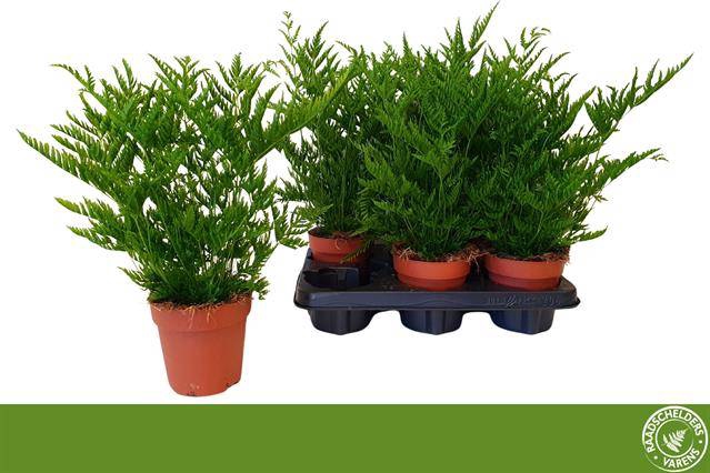 <h4>Pteris Straminea</h4>