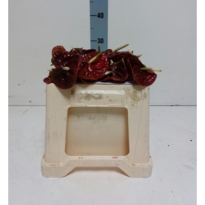 ANTH A CALISTO 20 water 7 cm