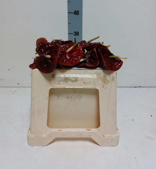 <h4>ANTH A CALISTO 20 water 7 cm</h4>