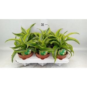 Dracaena frag. 'Lemon Surprise'