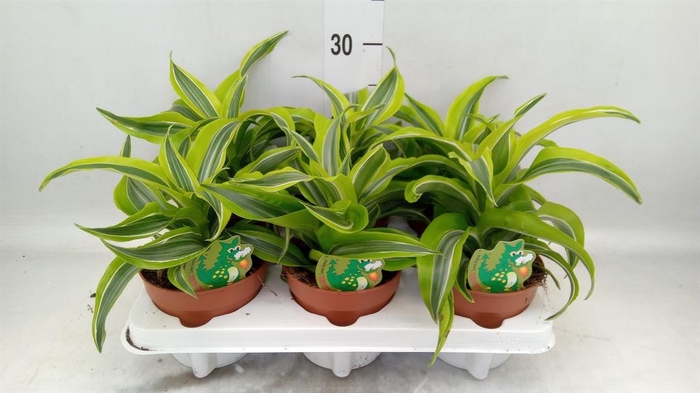 <h4>Dracaena frag. 'Lemon Surprise'</h4>