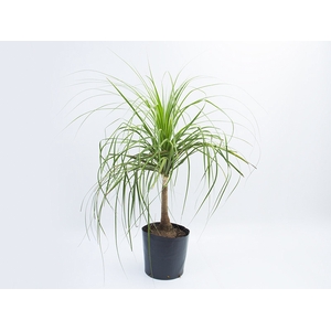 BEAUCARNEA RECURVATA TR 40L