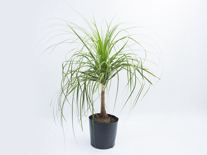 <h4>BEAUCARNEA RECURVATA TR 40L</h4>