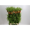 Fritillaria Imperialis Orange Beauty