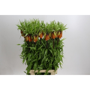 Fritillaria Imperialis Orange Beauty