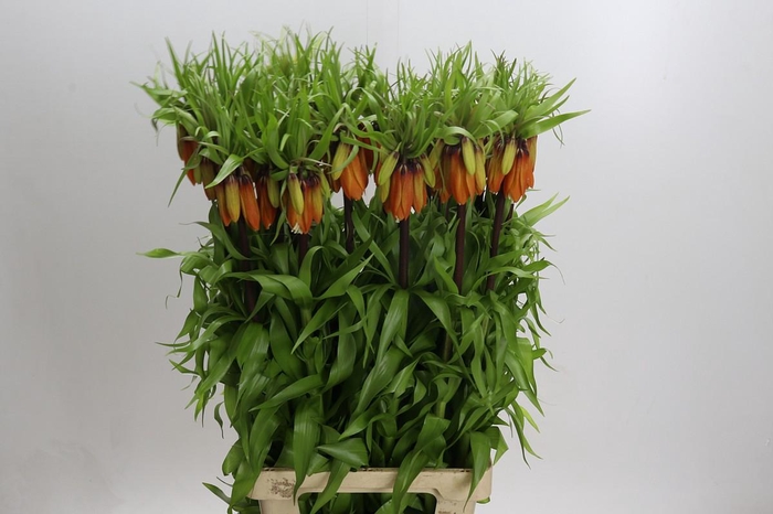 Fritillaria Imperialis Orange Beauty