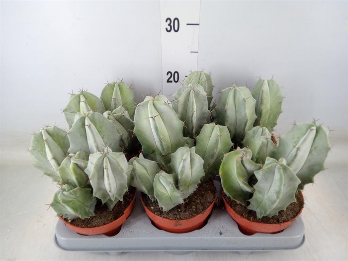 <h4>Cereus   ...</h4>